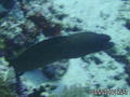 foto de buceo