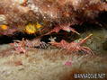 foto de buceo