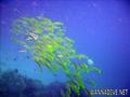 foto de buceo