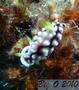 foto de buceo