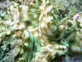 foto de buceo
