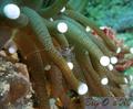 foto de buceo