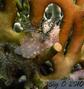 foto de buceo