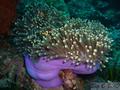 foto de buceo