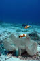 foto de buceo