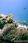 foto de buceo