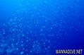 foto de buceo