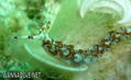 foto de buceo