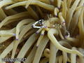 foto de buceo