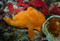 foto de buceo