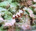 foto de buceo