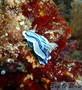 foto de buceo