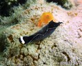 foto de buceo