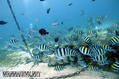 foto de buceo