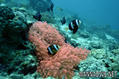 foto de buceo