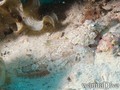 foto de buceo