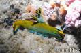 foto de buceo