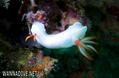 foto de buceo