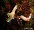 foto de buceo