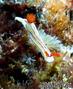 foto de buceo