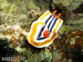 foto de buceo