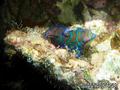 foto de buceo