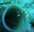 foto de buceo