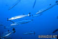 foto de buceo