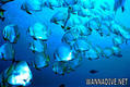 foto de buceo