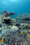 foto de buceo