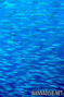 foto de buceo