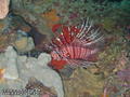 foto de buceo