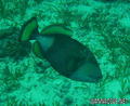 foto de buceo