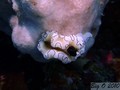 foto de buceo