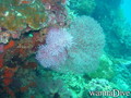 foto de buceo