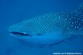 foto de buceo