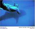 foto de buceo