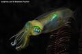 foto de buceo
