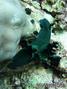 foto de buceo