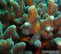 foto de buceo