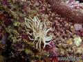foto de buceo