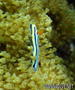 foto de buceo