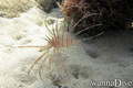 foto de buceo