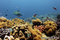foto de buceo