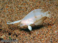 foto de buceo