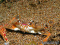 foto de buceo