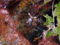 foto de buceo