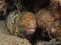 foto de buceo