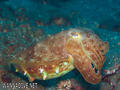 foto de buceo