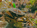 foto de buceo